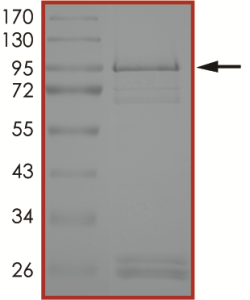EGFR (T790M L858R), Active